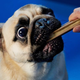 Illustration for article titled The Best Doggie Dental Chews for Happy Brains and Healthy Mouths